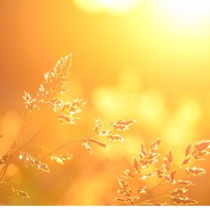 Trancehealing Session